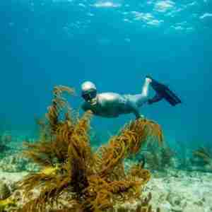 Padi eLearning Master Freediver
